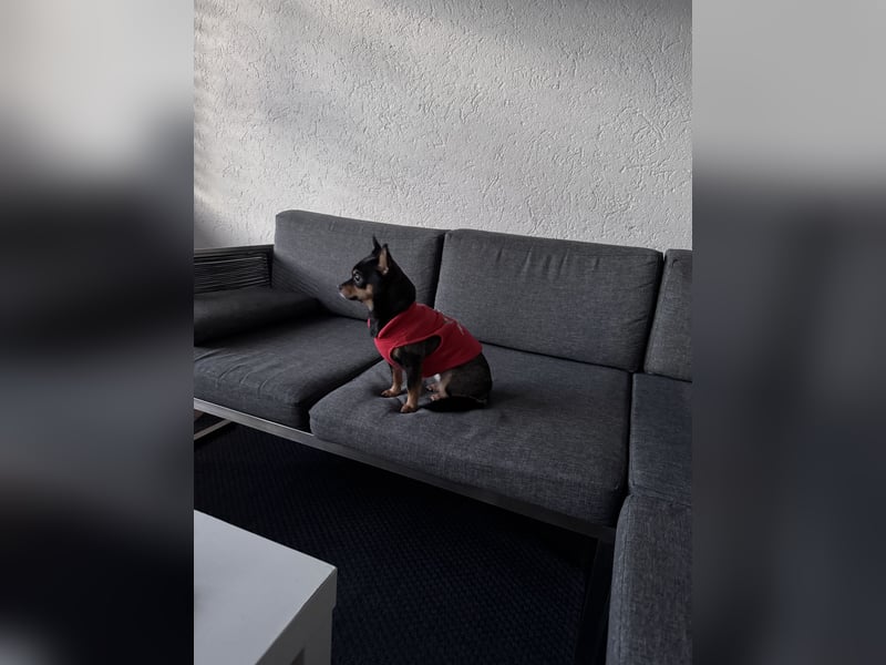Schweren Herzens sucht unsere Chihuahua-Hündin ein liebevolles Zuhause
