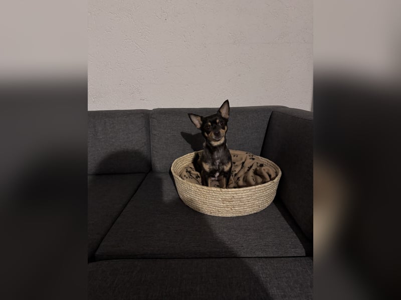 Schweren Herzens sucht unsere Chihuahua-Hündin ein liebevolles Zuhause