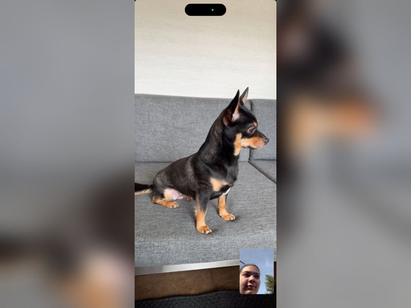 Schweren Herzens sucht unsere Chihuahua-Hündin ein liebevolles Zuhause