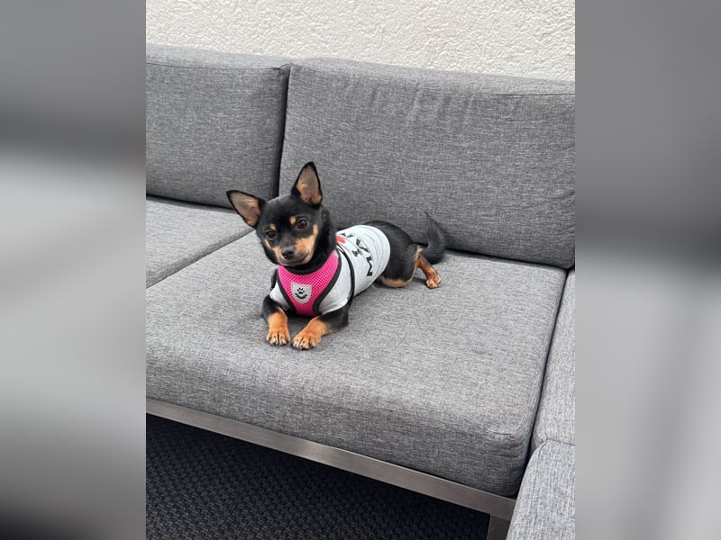 Schweren Herzens sucht unsere Chihuahua-Hündin ein liebevolles Zuhause