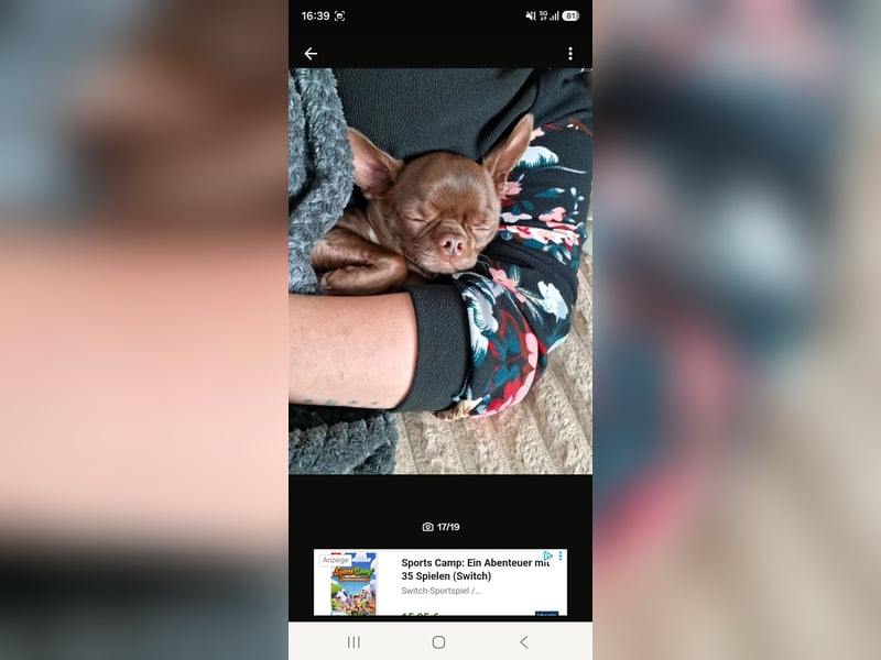 Super lieber sozialisierter Chihuahua Rüde sucht Herzens zu Hause
