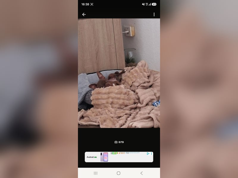 Super lieber sozialisierter Chihuahua Rüde sucht Herzens zu Hause