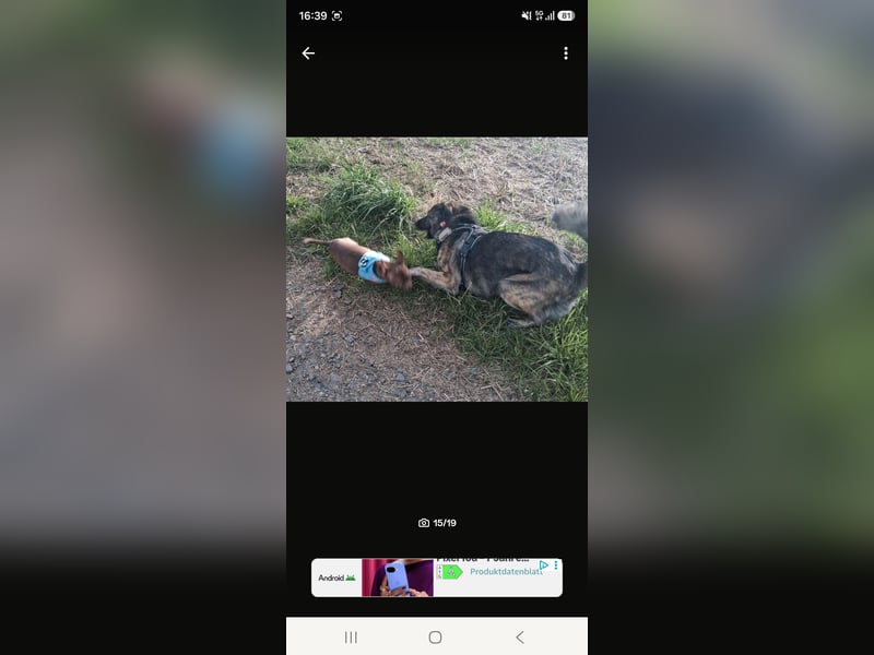 Super lieber sozialisierter Chihuahua Rüde sucht Herzens zu Hause