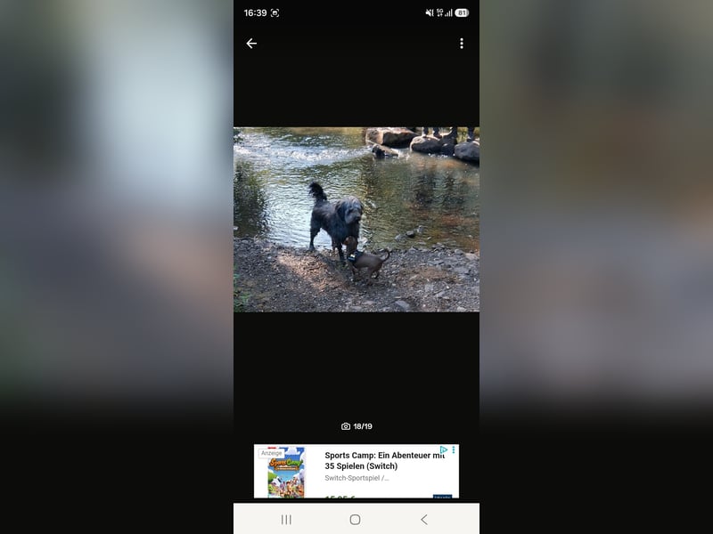 Super lieber sozialisierter Chihuahua Rüde sucht Herzens zu Hause