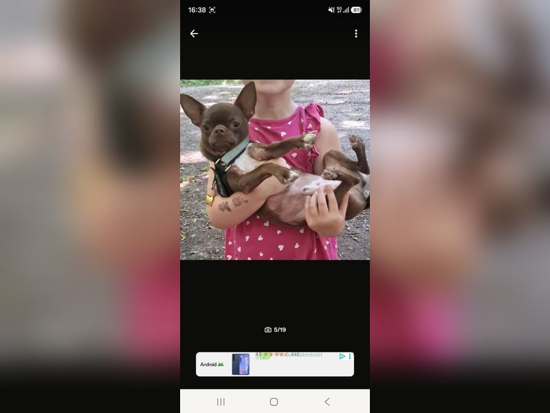 Super lieber sozialisierter Chihuahua Rüde sucht Herzens zu Hause