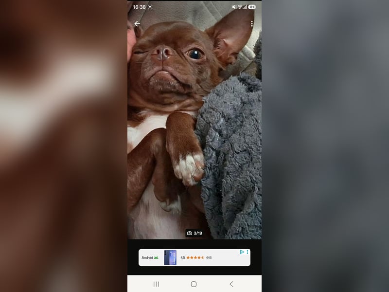 Super lieber sozialisierter Chihuahua Rüde sucht Herzens zu Hause