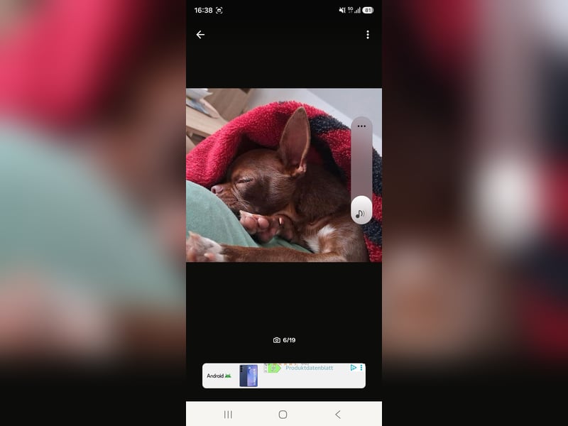 Super lieber sozialisierter Chihuahua Rüde sucht Herzens zu Hause