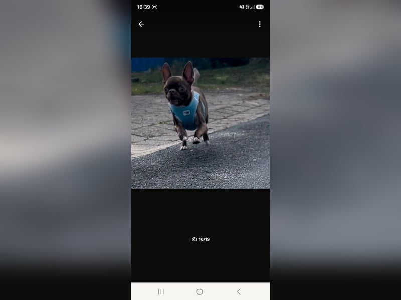 Super lieber sozialisierter Chihuahua Rüde sucht Herzens zu Hause