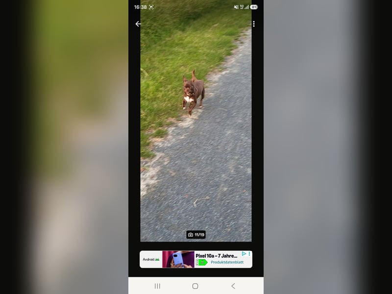 Super lieber sozialisierter Chihuahua Rüde sucht Herzens zu Hause