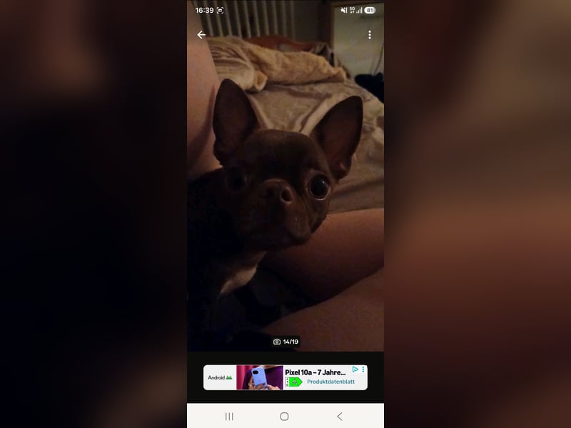 Super lieber sozialisierter Chihuahua Rüde sucht Herzens zu Hause