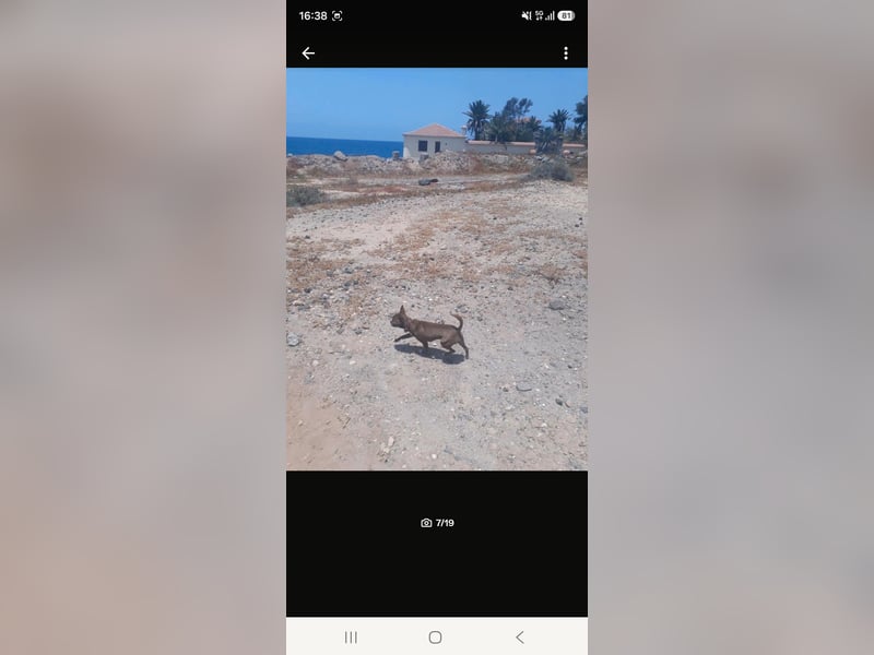 Super lieber sozialisierter Chihuahua Rüde sucht Herzens zu Hause