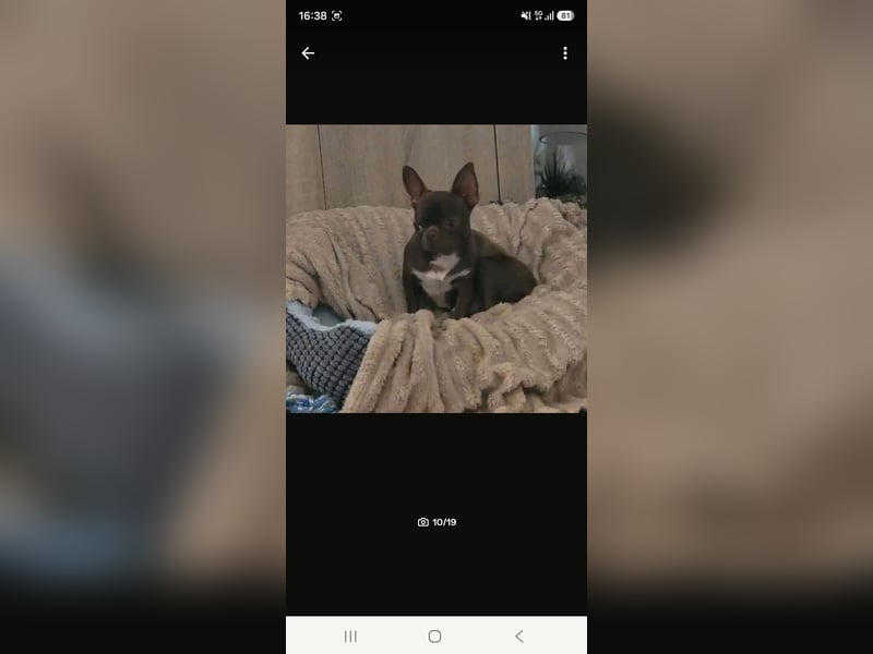 Super lieber sozialisierter Chihuahua Rüde sucht Herzens zu Hause