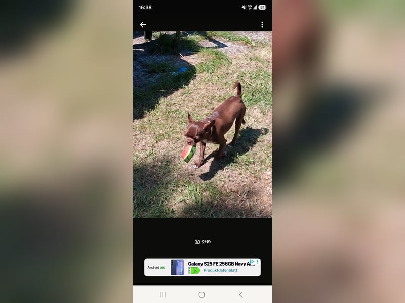 Super lieber sozialisierter Chihuahua Rüde sucht Herzens zu Hause