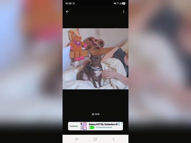 Super lieber sozialisierter Chihuahua Rüde sucht Herzens zu Hause