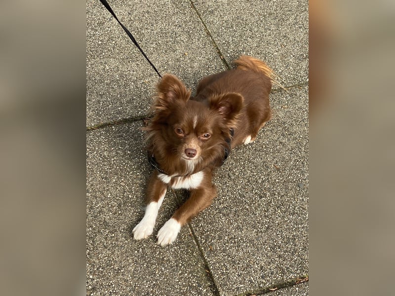 Chihuahua-Rüde (4 J.) sucht Zuhause
