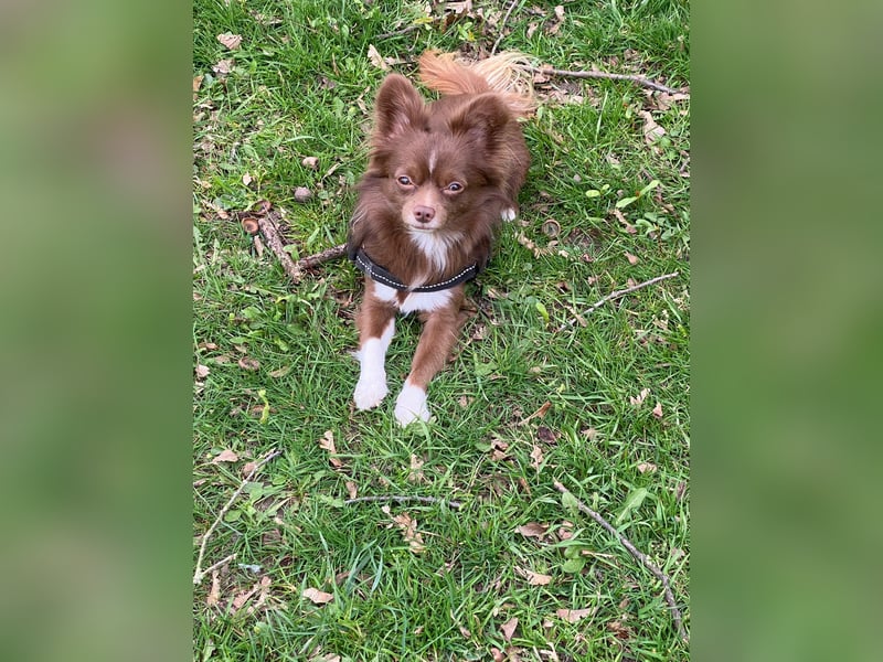 Chihuahua-Rüde (4 J.) sucht Zuhause