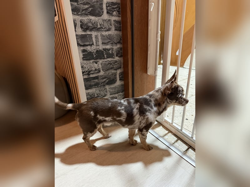 wunderschöner junger Chihuahua rüde