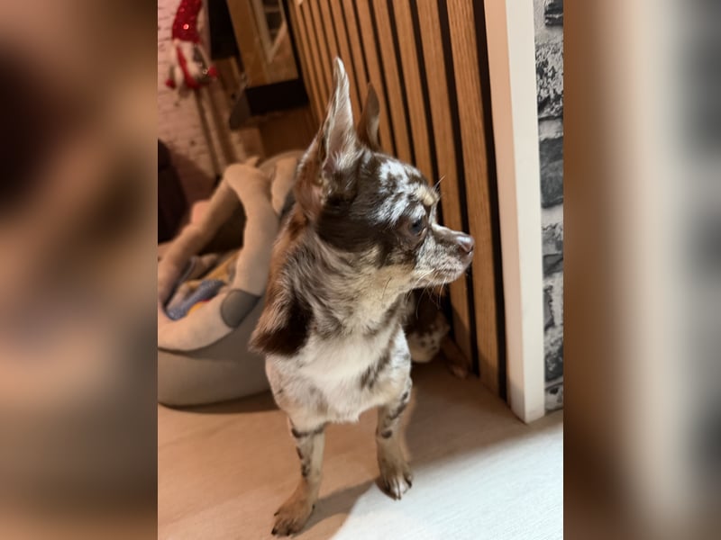 wunderschöner junger Chihuahua rüde