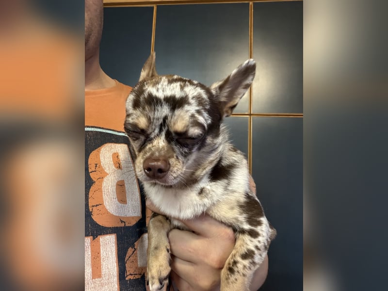 wunderschöner junger Chihuahua rüde