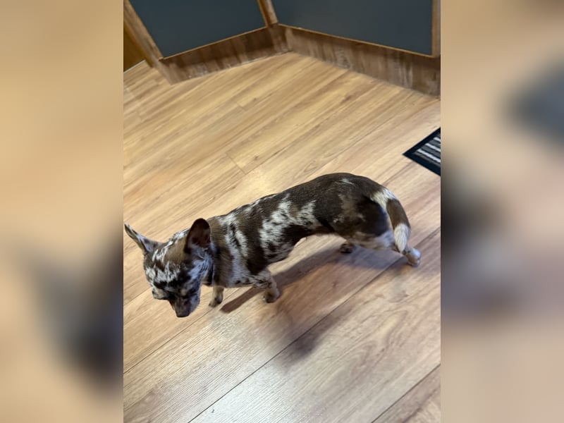 wunderschöner junger Chihuahua rüde