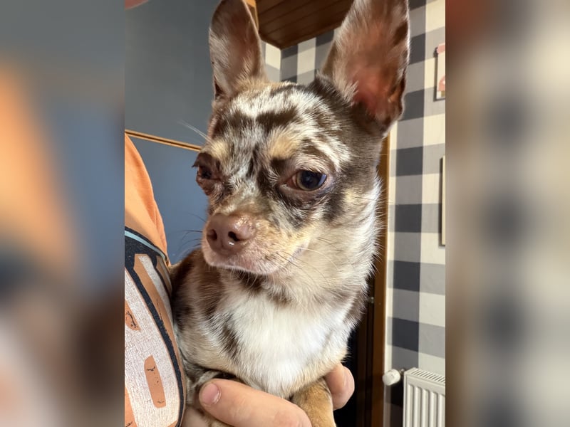 wunderschöner junger Chihuahua rüde