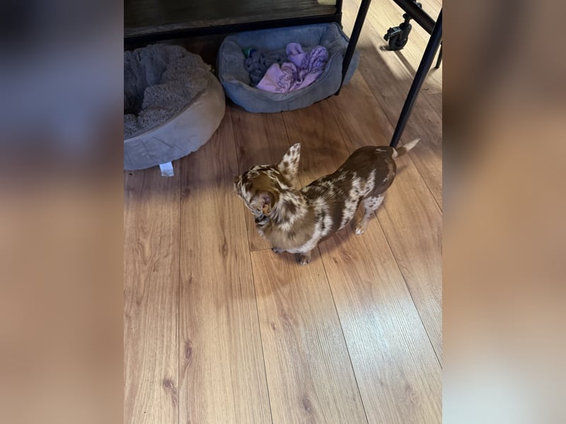 wunderschöner junger Chihuahua rüde