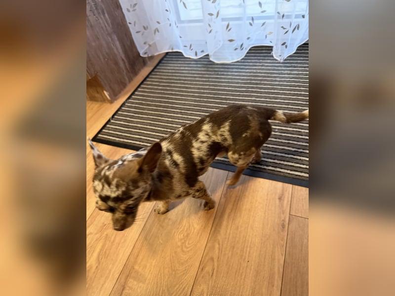 wunderschöner junger Chihuahua rüde