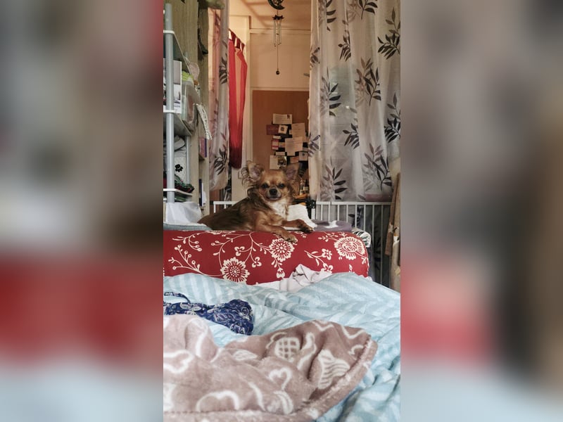 Milan sucht leider ein neues Für Immer Zuhause