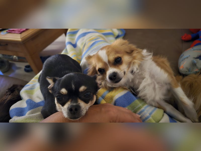 Prinzessin sucht ein Zuhause als Einzelprinzessin