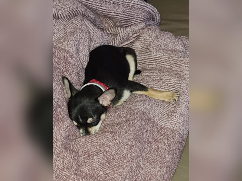 Prinzessin sucht ein Zuhause als Einzelprinzessin