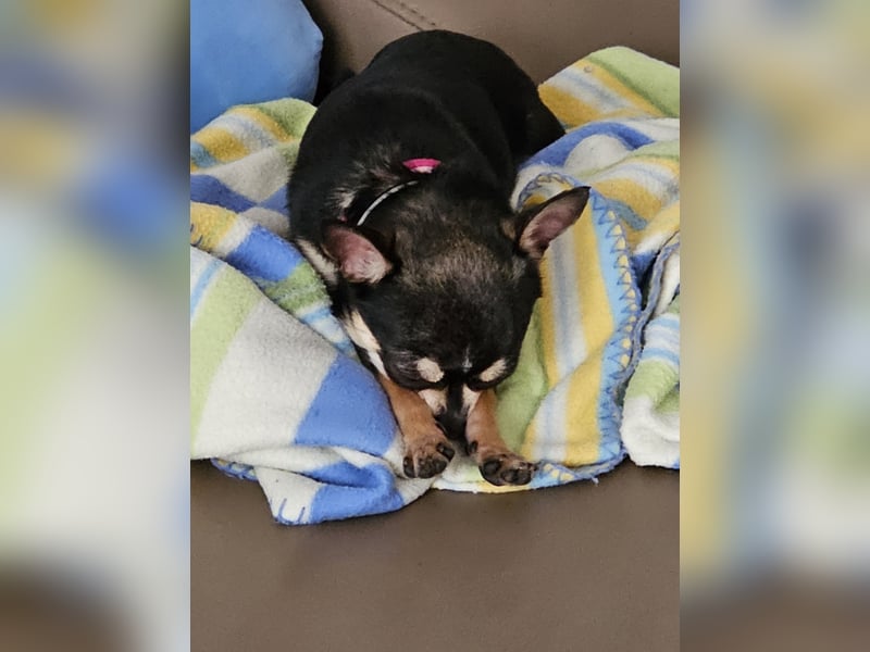 Prinzessin sucht ein Zuhause als Einzelprinzessin