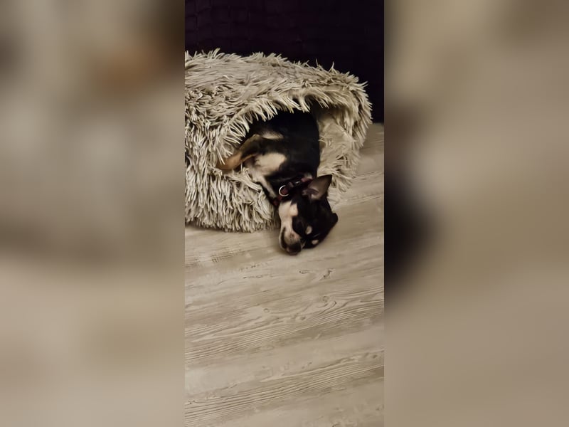 Prinzessin sucht ein Zuhause als Einzelprinzessin