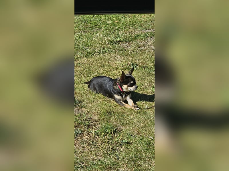 Prinzessin sucht ein Zuhause als Einzelprinzessin