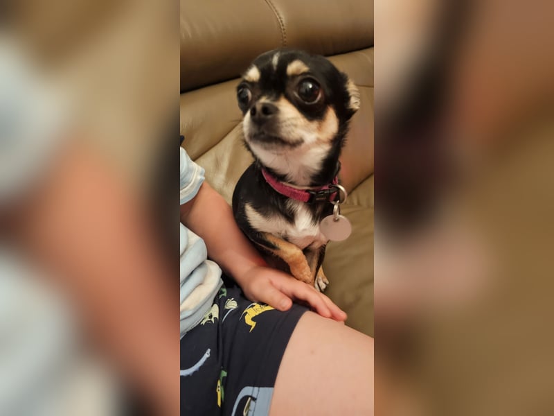 Prinzessin sucht ein Zuhause als Einzelprinzessin