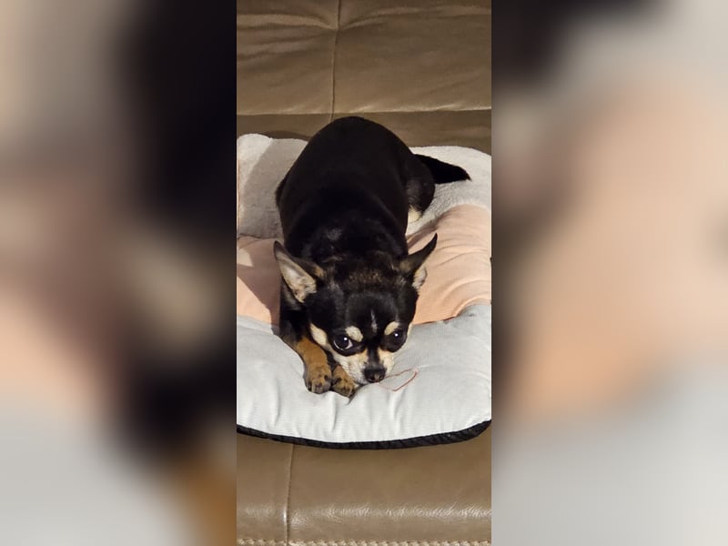 Prinzessin sucht ein Zuhause als Einzelprinzessin