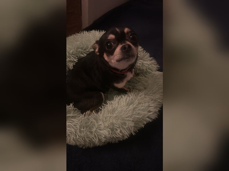 Prinzessin sucht ein Zuhause als Einzelprinzessin