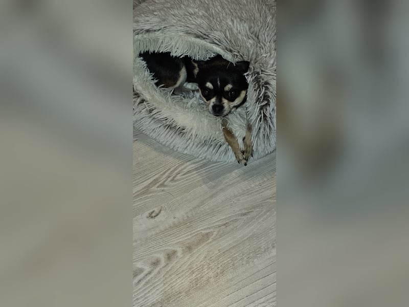 Prinzessin sucht ein Zuhause als Einzelprinzessin