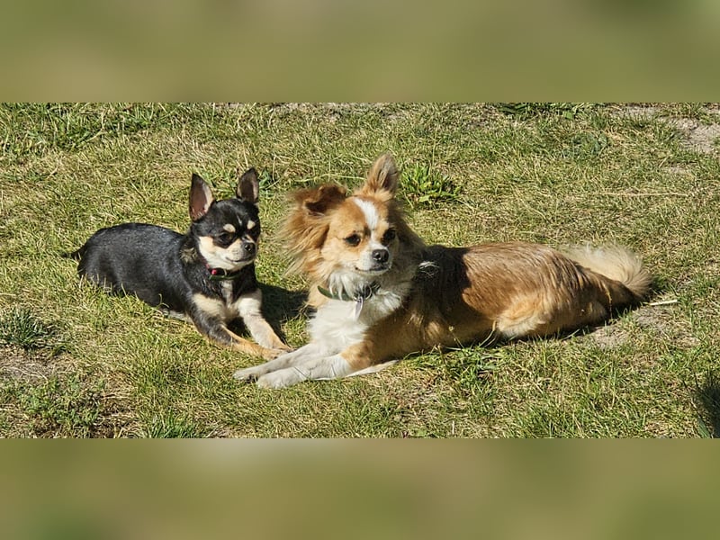 Prinzessin sucht ein Zuhause als Einzelprinzessin