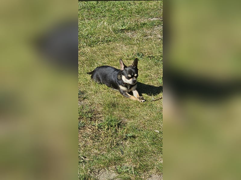 Prinzessin sucht ein Zuhause als Einzelprinzessin