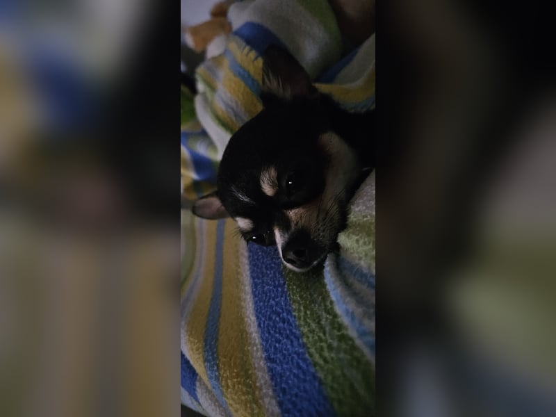 Prinzessin sucht ein Zuhause als Einzelprinzessin