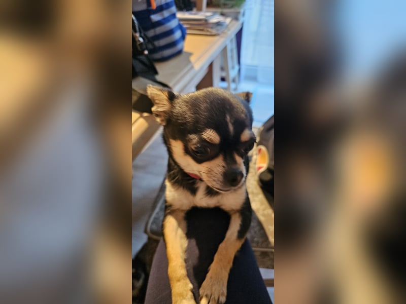 Prinzessin sucht ein Zuhause als Einzelprinzessin