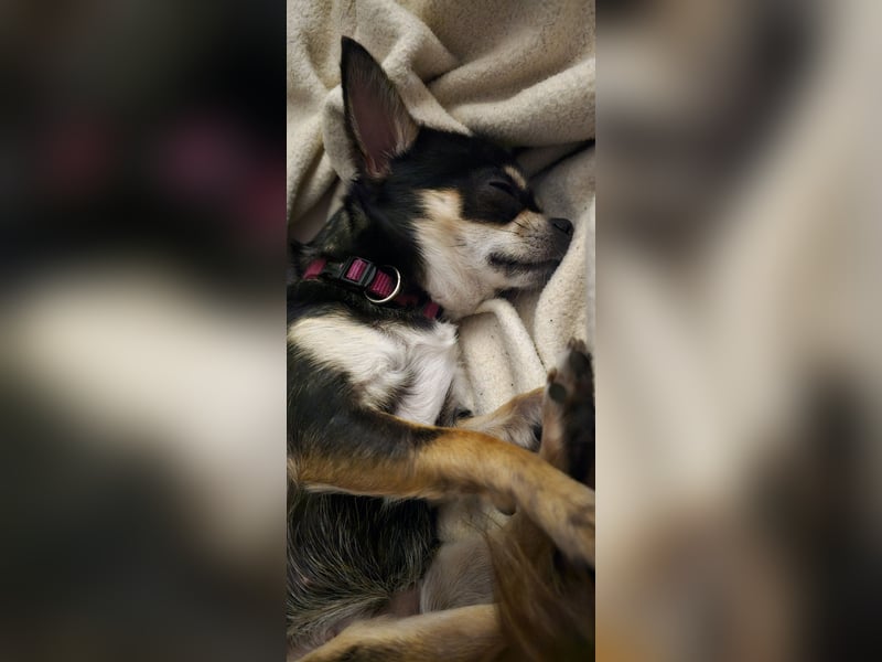 Prinzessin sucht ein Zuhause als Einzelprinzessin