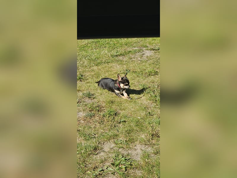 Prinzessin sucht ein Zuhause als Einzelprinzessin