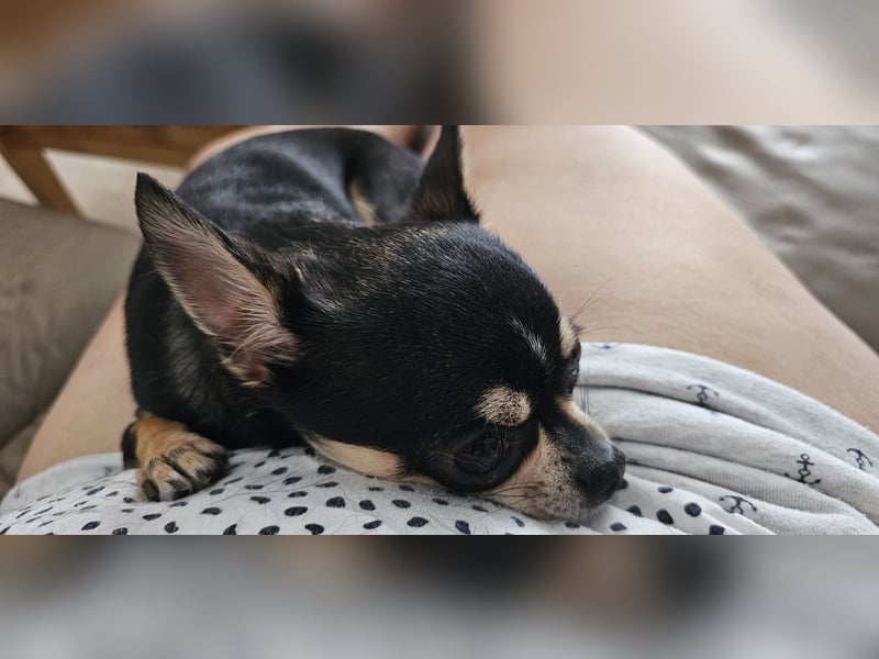 Prinzessin sucht ein Zuhause als Einzelprinzessin