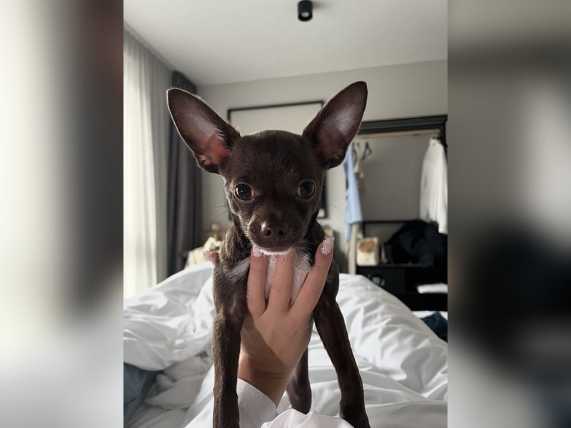 Chihuahua Rüde