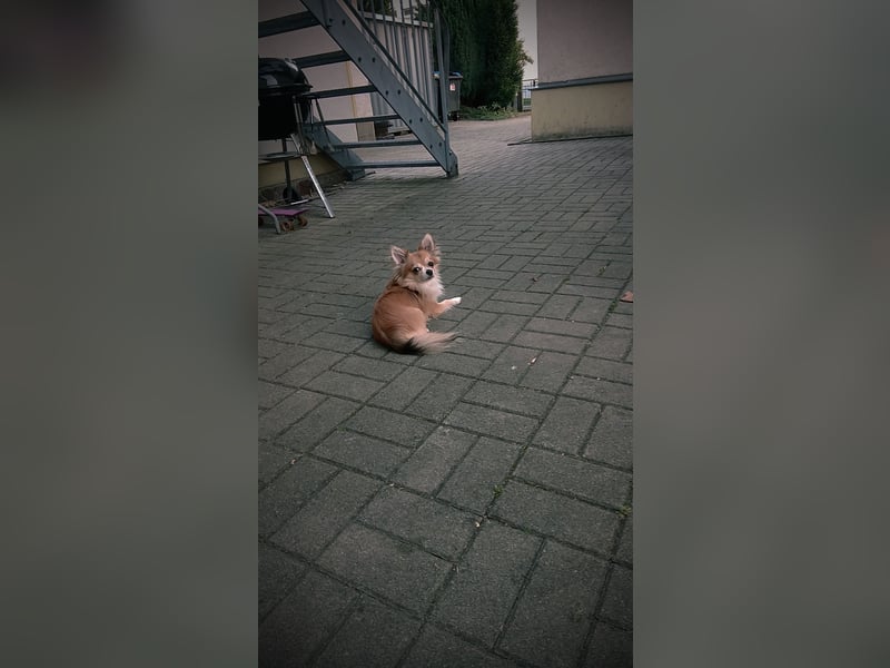 Reinrassiger Chihuahua sucht liebevolle Familie