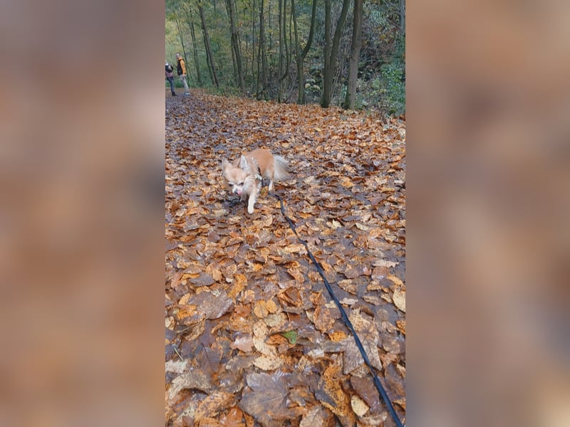 Reinrassiger Chihuahua sucht liebevolle Familie