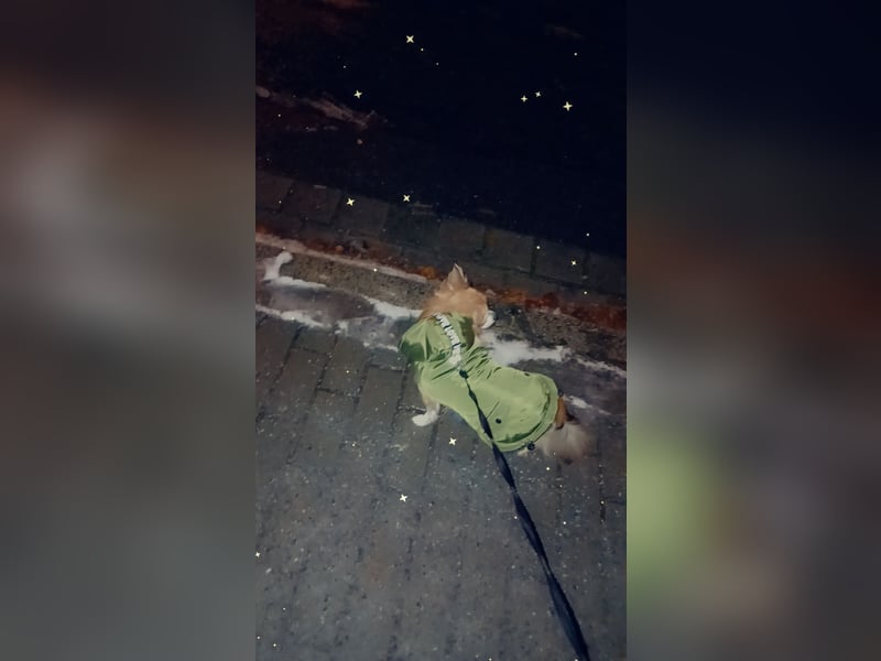 Reinrassiger Chihuahua sucht liebevolle Familie