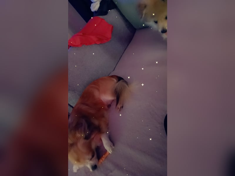 Reinrassiger Chihuahua sucht liebevolle Familie