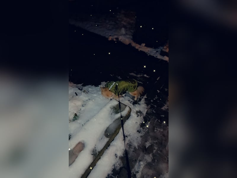 Reinrassiger Chihuahua sucht liebevolle Familie